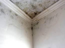 Why You Should Choose Our Mold Remediation Services in South Temple, PA