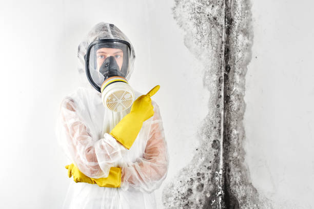 Professional Mold Removal in South Temple, PA